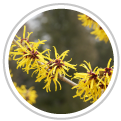 witch-hazel-leaf